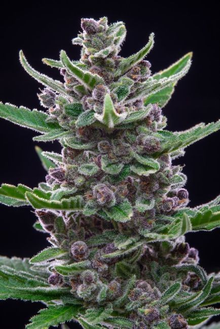 Tropicana Cookies Auto Feminised Seeds - 1