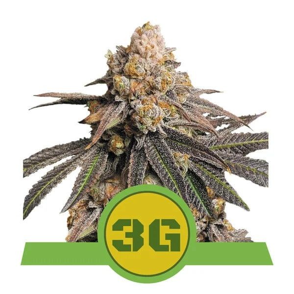 Triple G Auto Feminised Seeds - 1