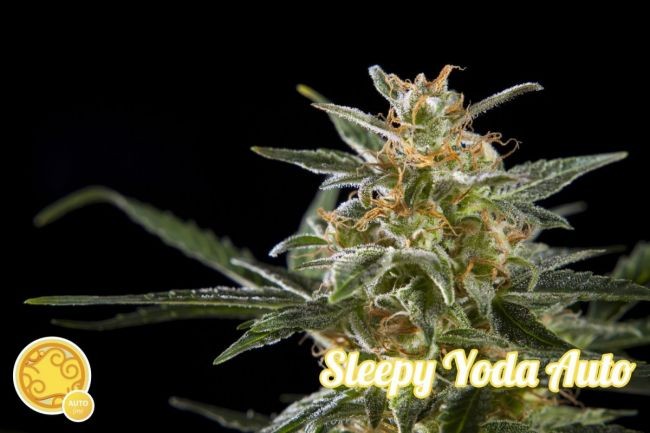 Sleepy Yoda Auto Feminised Seeds - 3