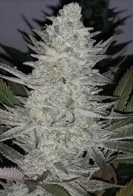 Pineapple Dynamite Limited Edition Regular Seeds - 20