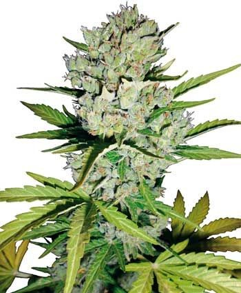 Super Skunk Auto Feminised Seeds - 10