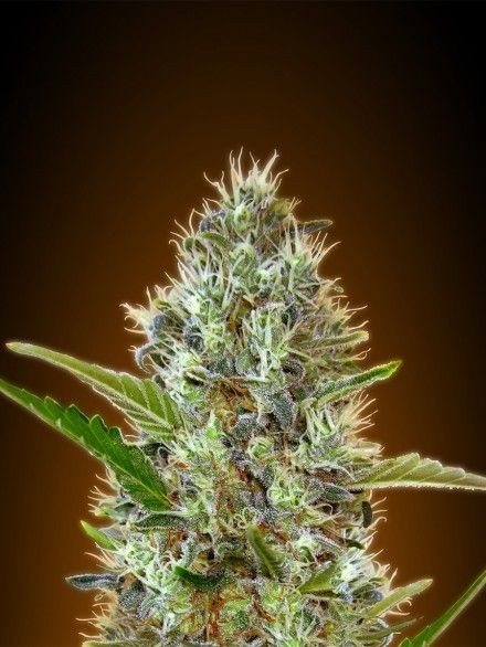 Somango Auto Feminised Seeds - 10