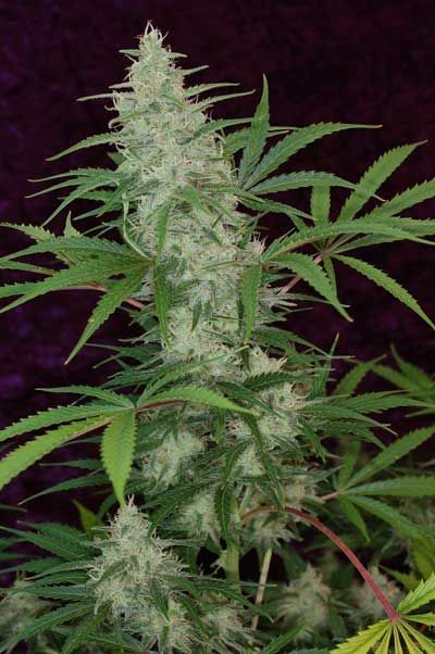 Vortex Regular Seeds - 5