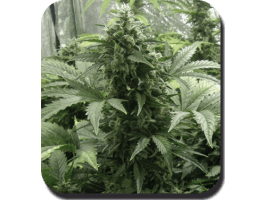 White Dwarf Auto Feminised Seeds - 3