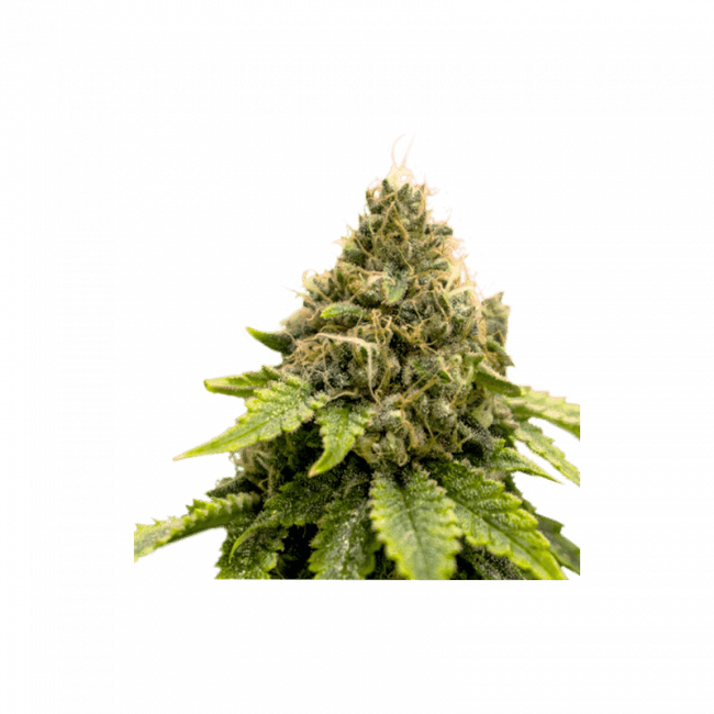 Karel's Dank Regular Seeds - 12