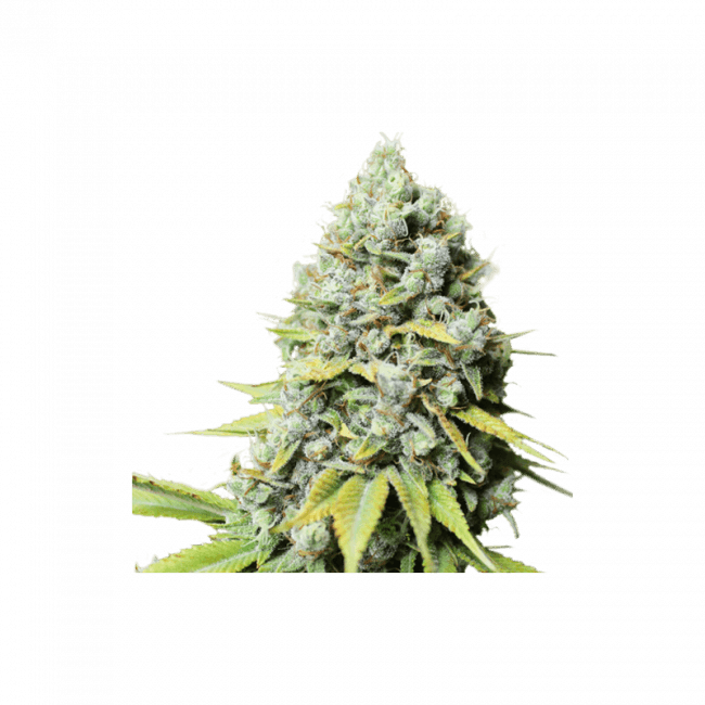 Kosher Haze Regular Seeds - 24