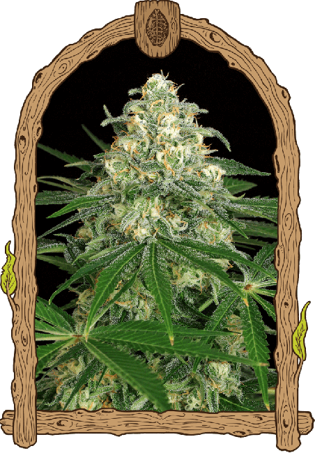 Z & Z Auto Feminised Seeds - 5