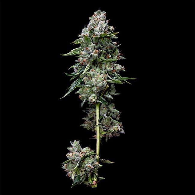 Kosher Kush Regular Seeds - 6