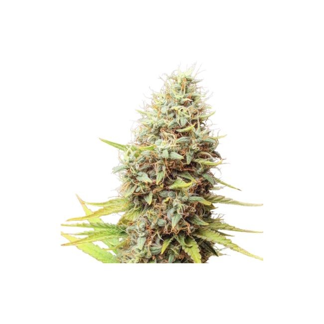 Sour Tangie Dawg Regular Seeds - 12