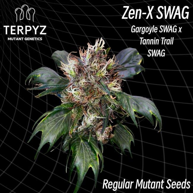 Zen-X Swag Regular Seeds - 10