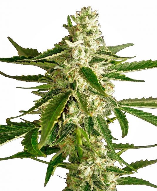 White Diesel Haze Auto Feminised Seeds - 3