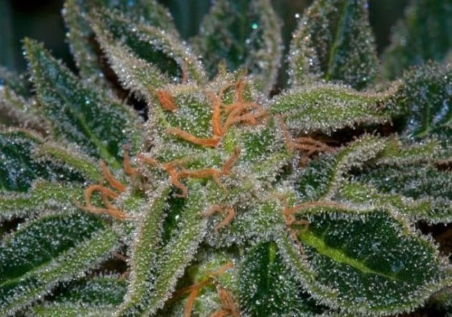 Skunk XXX Regular Seeds - 10+2 Seeds Free