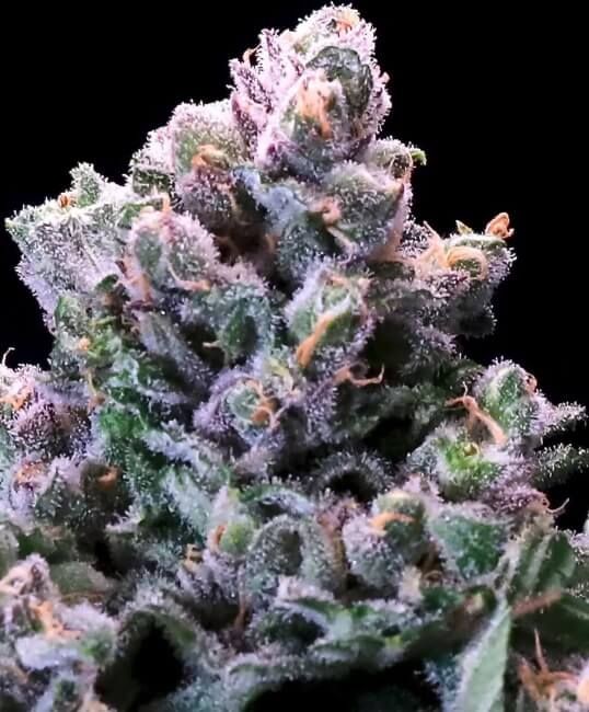 Grapes 'n' Cream FAST Feminised Seeds - 5+2