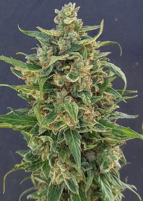 Triple XXL Auto Feminised Seeds - 12