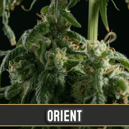 Orient Auto Feminised Seeds - 9