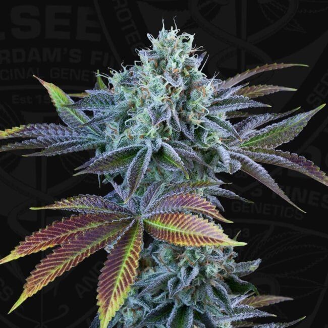 French Cookies Auto Feminised Seeds - 6+1