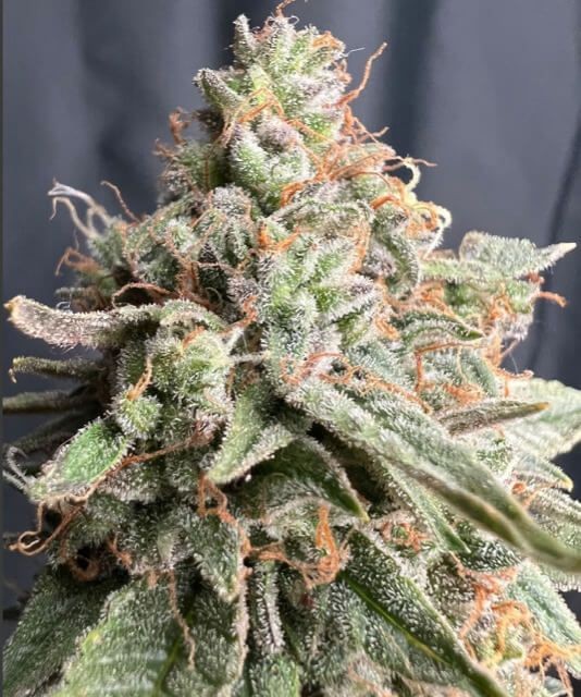 Zookies Auto Feminised Seeds - 20