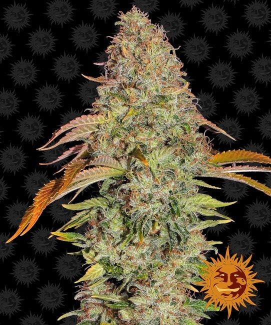 Zkittlez OG Auto Feminised Seeds - 10