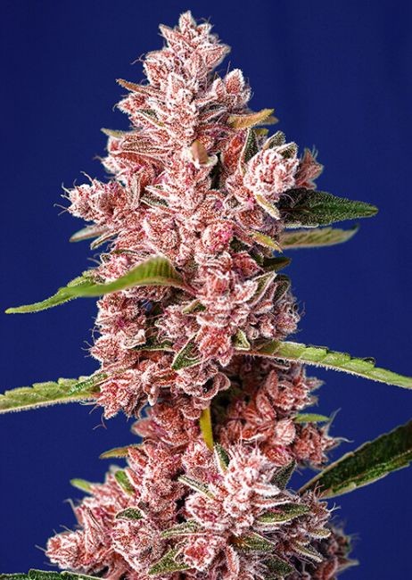 Tropicanna Poison F1 FAST Feminised Seeds - 5