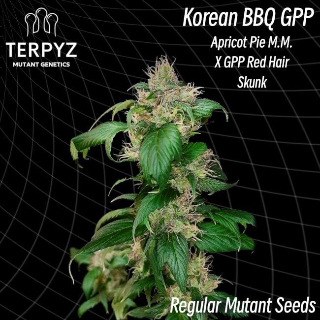 Korean BBQ GPP Regular Seeds - 10