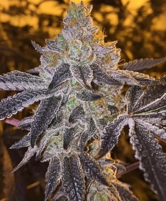 Gopher Glue FAST Feminised Seeds - 5+2