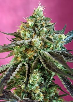 Sweet Nurse CBD Auto Feminised Seeds - 3