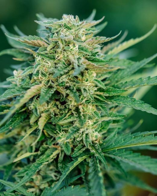 Grease Gun Auto Feminised Seeds - 5+2