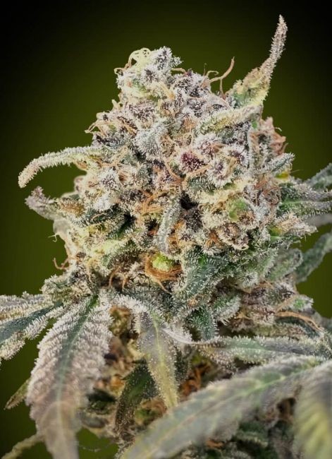 Somango Glue Auto Feminised Seeds - 1