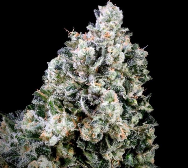 Papaya Bomb x Cotton Candy FAST Feminised Seeds - 5+2