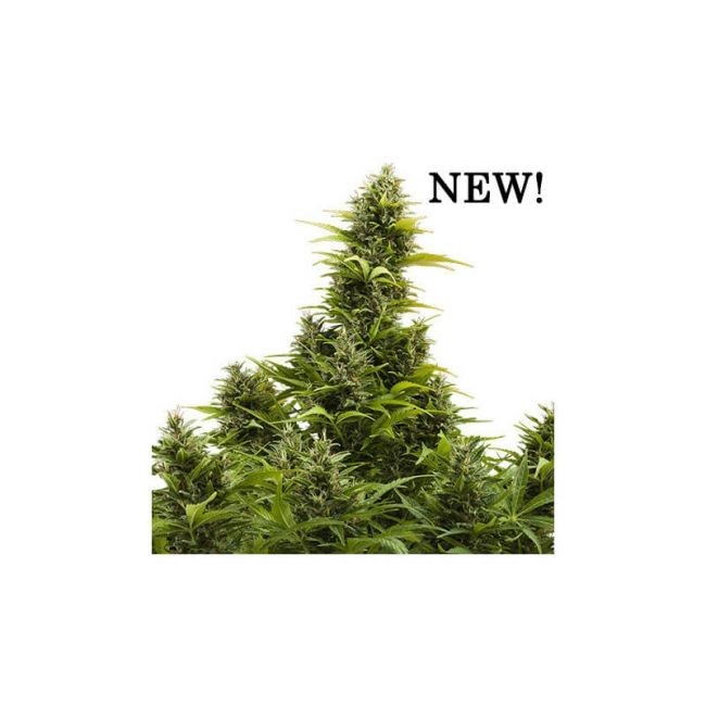 Medikit CBD Auto Feminised Seeds - 3