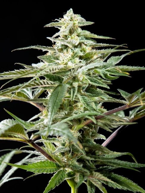 Rich Candy CBD Feminised Seeds - 25