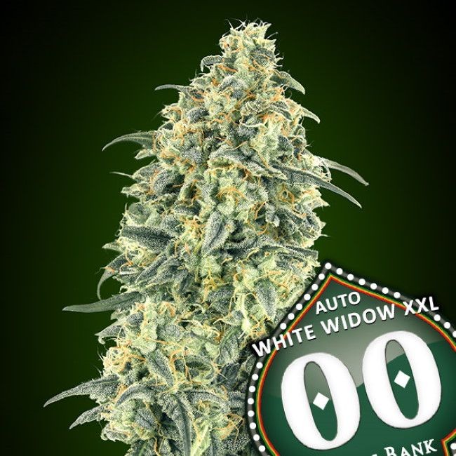 White Widow XXL Auto Feminised Seeds - 5