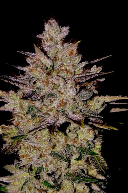 Wedding Cake Auto Feminised Seeds - 12