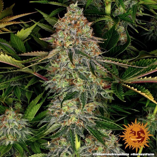 Tangerine Dream Auto Feminised Seeds - 1