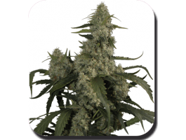 Quasar Auto Feminised Seeds - 10