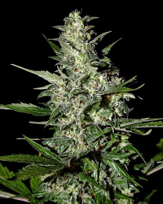 Super Critical AUTO Feminised Seeds - 5