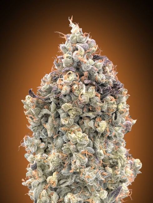 Watermelon OG Auto Feminised Seeds - 3+1 FREE SEED