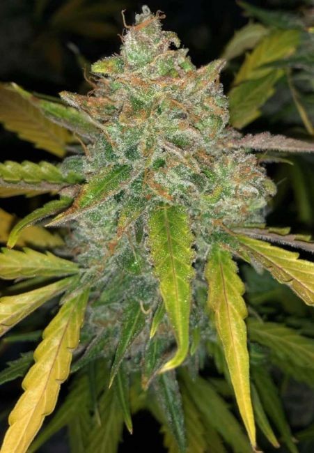 Purple Sunset Auto Feminised Seeds - 25