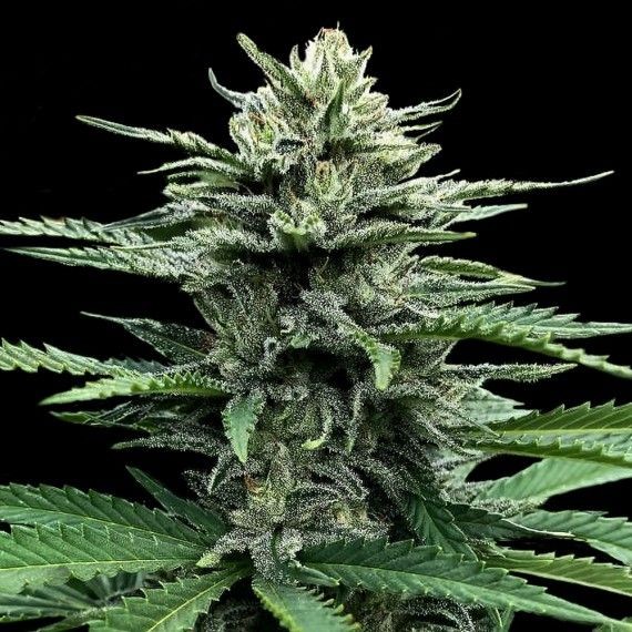 Strawberry Banana Auto Feminised Seeds - 3