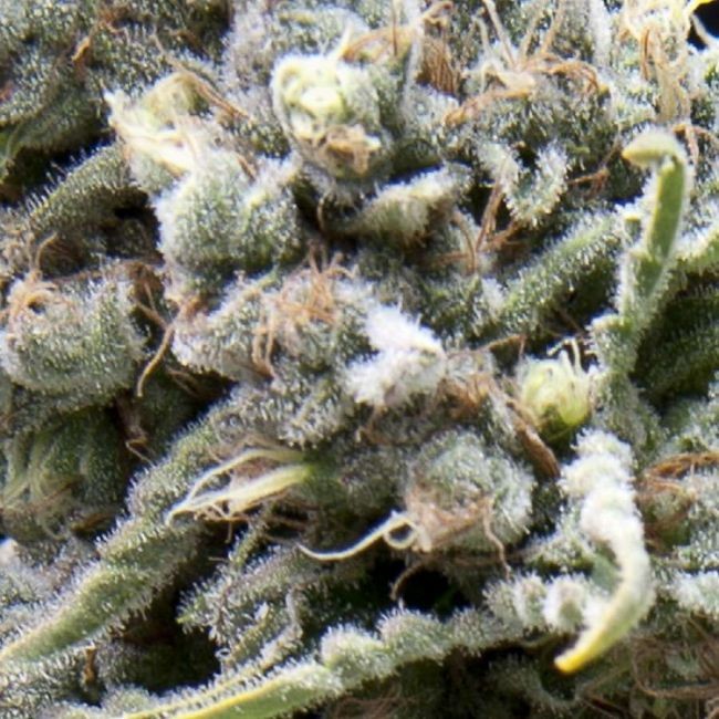 White Widow Auto Feminised Seeds - 1