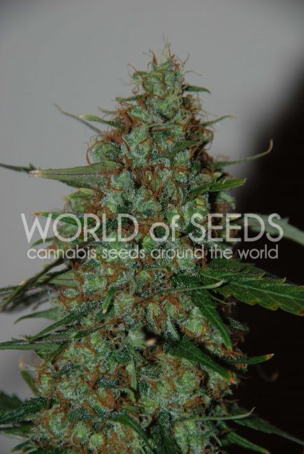 Wild Thailand Ryder Auto Feminised Seeds - 7