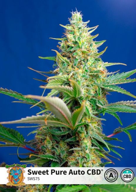 Sweet Pure CBD Auto Feminised Seeds - 100