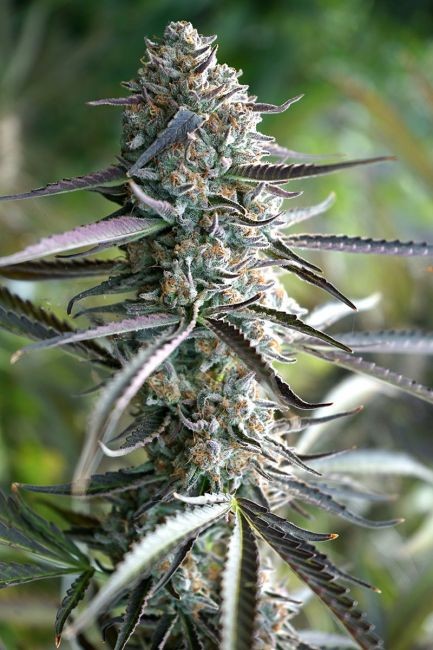 Pineapple Chem Auto Feminised Seeds - 5