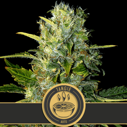 Tangie Auto Feminised Seeds - 3