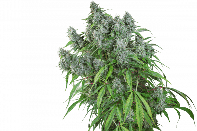 Frosty Friday Regular Seeds - 24