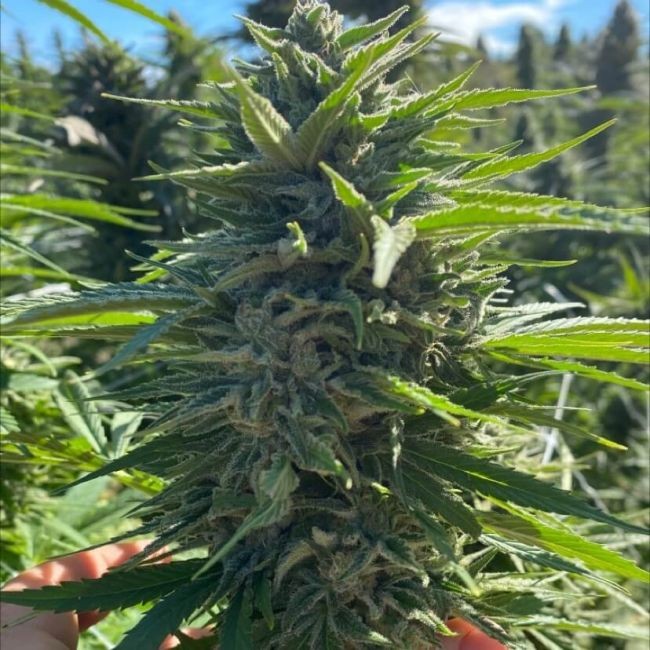 Fatso Auto Feminised Seeds - 5+2