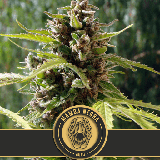 Mamba Negra Auto Feminised Seeds - 3