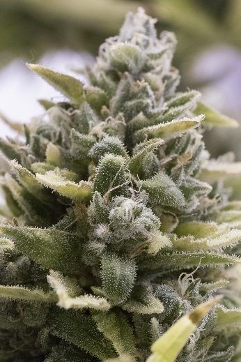 OG Kush Auto Feminised Seeds - 5