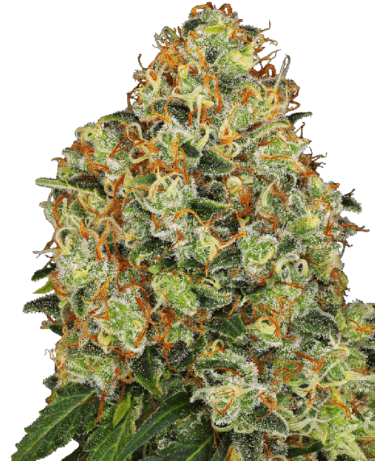 Sweet Tangerine Tango Auto Feminised Seeds - 5