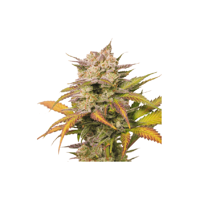 Sweet Bourbon Kush Auto Feminised Seeds - 8